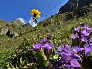 24 Genzianella germanica (Gentianella rhaetica) con vista verso il Pizzo del Diavolo e il Grabiasca a dx